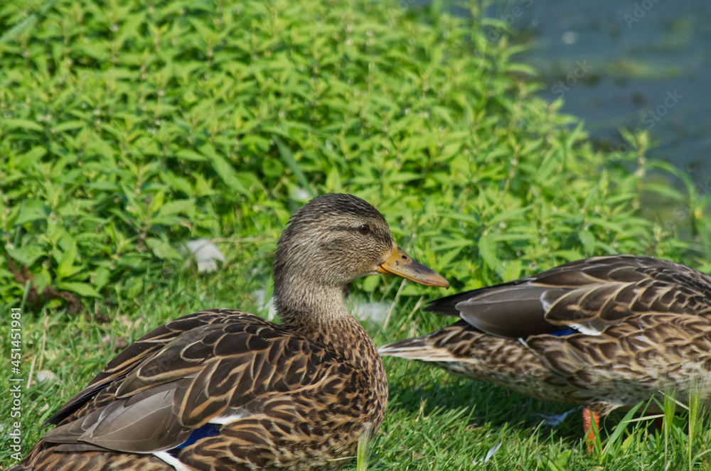 Female Mallard Duck (Anas Platyrhynchos) near the Water's Edge Female Mallard Duck (Anas Platyrhynchos) near the Water's Edge
