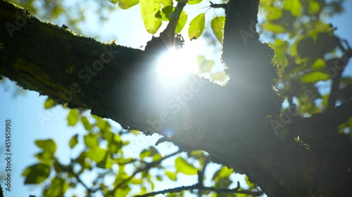 sun shining through trees