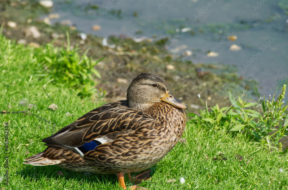 Female Mallard Duck (Anas Platyrhynchos) near the Water's Edge Female Mallard Duck (Anas Platyrhynchos) near the Water's Edge