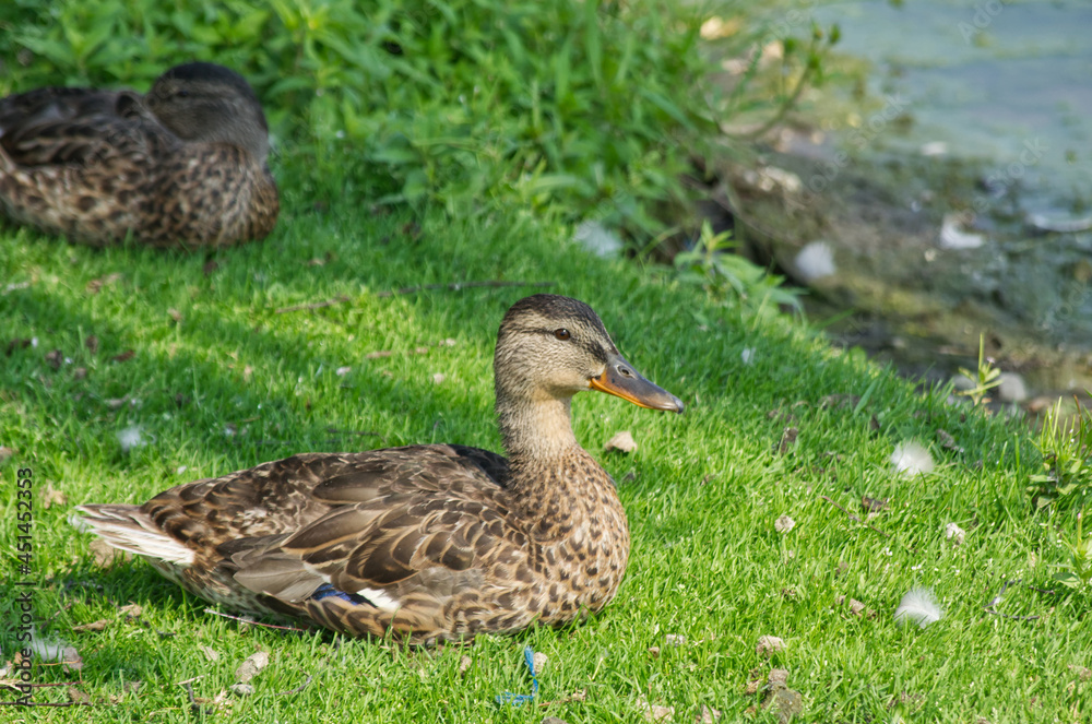 Female Mallard Duck (Anas Platyrhynchos) on the Grass Female Mallard Duck (Anas Platyrhynchos) on the Grass