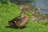Female Mallard Duck (Anas Platyrhynchos) near the Water's Edge