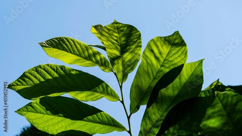Asimina triloba or pawpaw in summer garden Young dark green leaves of Asimina triloba or pawpaw against blue sky. Selective focus. Close-up. Summer nature concept for design. photo