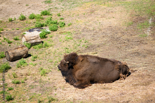 Big yak bull lies on the ground, close up. 2021 year of the bull photo