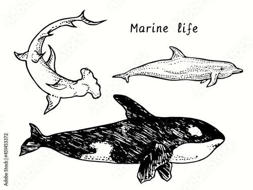Marine life collection. Great Hummerhead shark, Killer whale (Orca), Bottlenose dolphin side view. Ink black and white doodle drawing in woodcut outline style  illustration