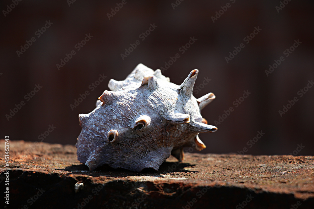 Obraz premium conch, Horn herring, a shell, Shell