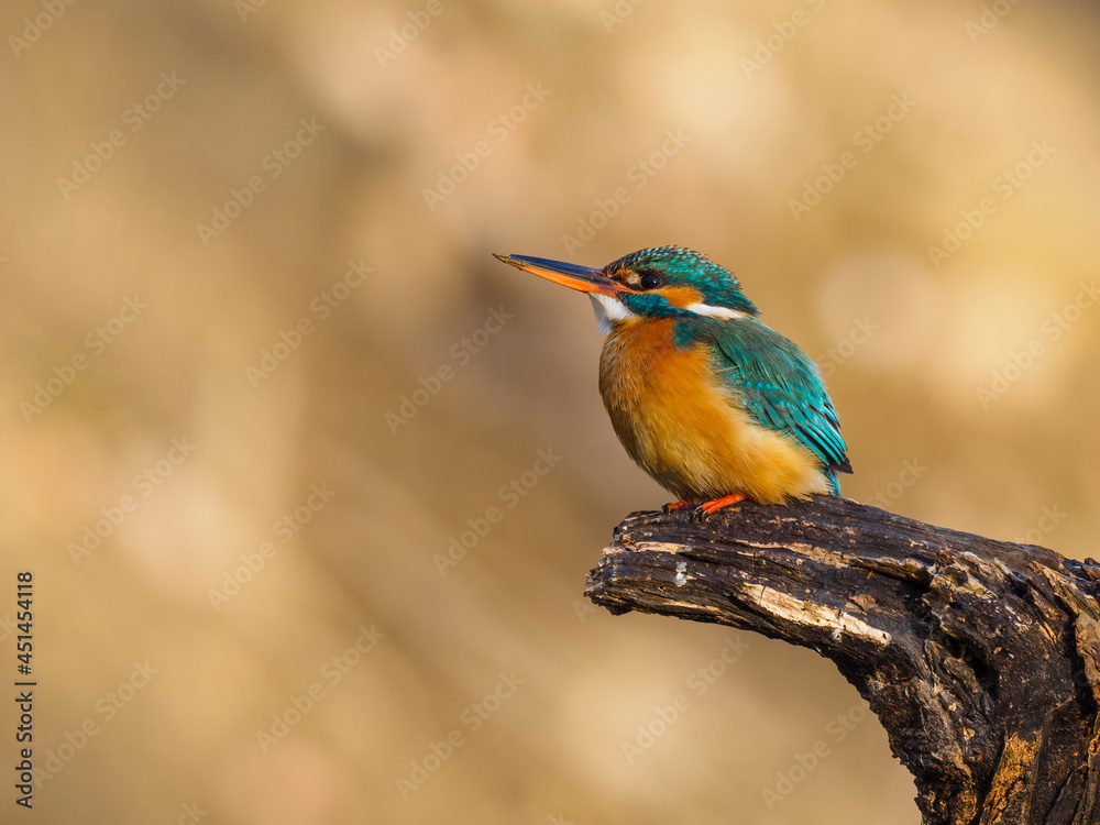 Beautiful nature scene with Common kingfisher (Alcedo atthis). Wildlife shot of Common kingfisher (Alcedo atthis) on the branch. Common kingfisher (Alcedo atthis) in the nature habitat. Beautiful nature scene with Common kingfisher (Alcedo atthis). Wildlife shot of Common kingfisher (Alcedo atthis) on the branch. Common kingfisher (Alcedo atthis) in the nature habitat.