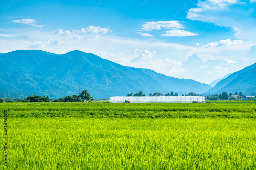 Obraz premium 夏の田園 松本市