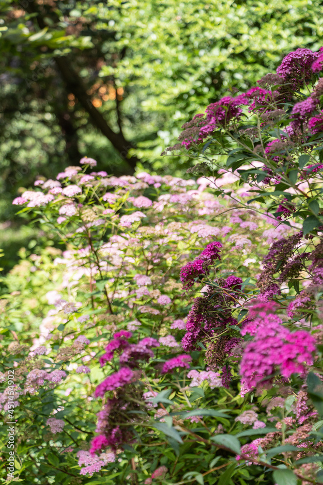 Obraz premium Lush flowering pink bushes of Japanese spirea on a sunny day in the park