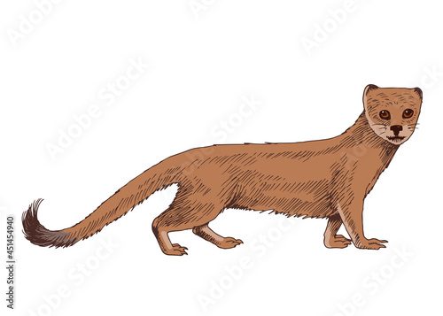 Realistic South Africa mongoose on white photo