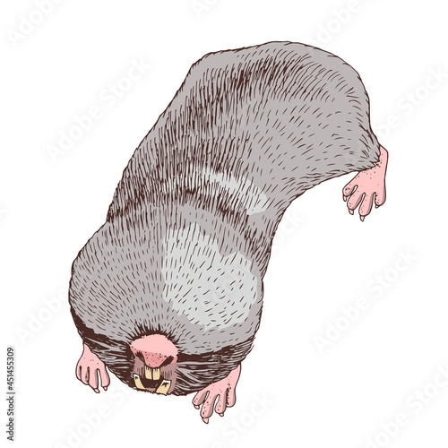 Hand darawn greater mole rat.