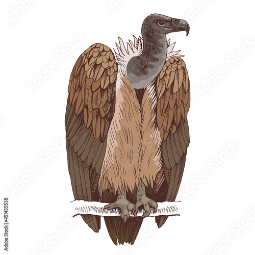 Griffon vulture on a white background.