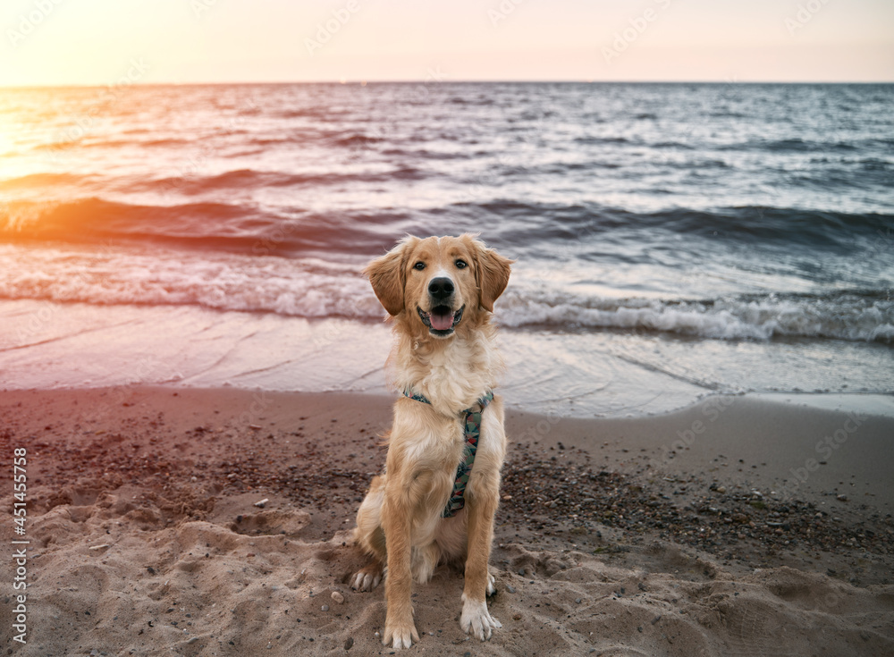 Golden retriever on the sea shore sandy beach. Happy dog during vacation with family Golden retriever on the sea shore sandy beach. Happy dog during vacation with family