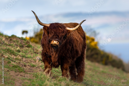 scottish highland cow © Andrew