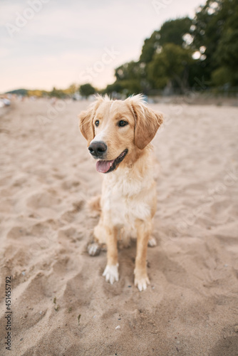 Fototapeta Naklejka Na Ścianę i Meble -  Golden retriever on the coastline. Companion dog sitting on the sandy beach