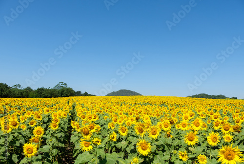 The blooming sunflower field in the countryside farm located on the hill.