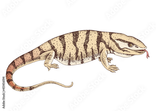 Hand drawn desert varanus griseus.