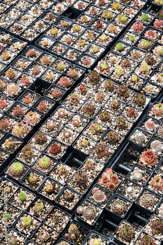 Tray of small succulents