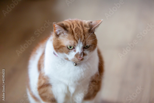 Fototapeta Naklejka Na Ścianę i Meble -  red cat portrait