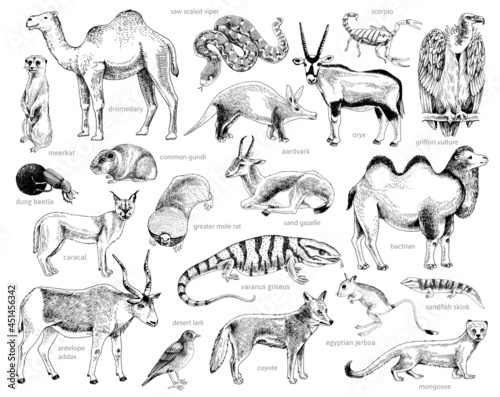 Monochrome Hand drawn collection of desert animals