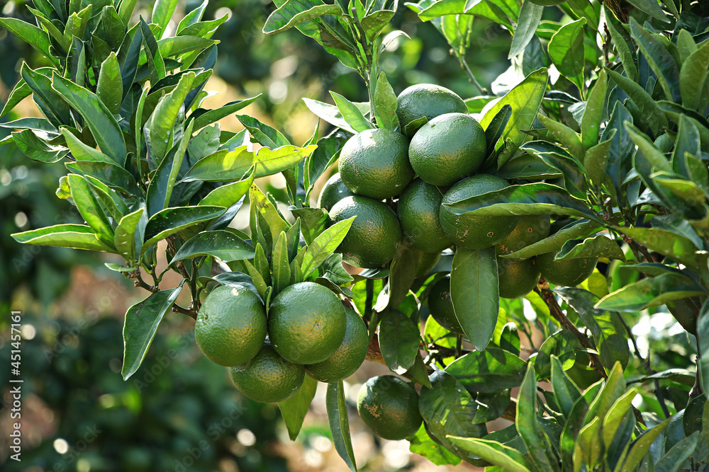 unripe green tangerine, green tangerine, tangerine unripe green tangerine, green tangerine, tangerine