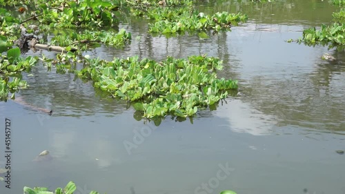 Green grass (Common water hyacinth, hon ngung choi, water cabbage etc) floating in the river with a natural background photo