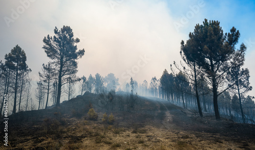 Bosque después de un incendio forestal, en Galicia, España. Helicópteros de bomberos