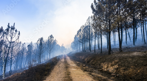 Bosque despu  s de un incendio forestal  en Galicia  Espa  a.  Helic  pteros de bomberos