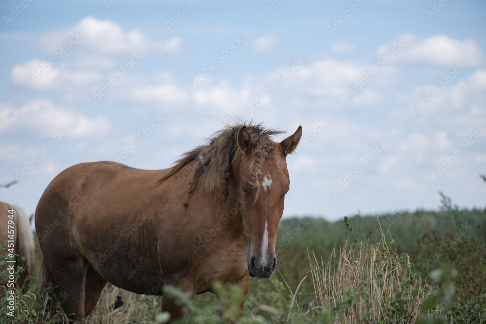 A herd of horses grazes on an overgrown field, and wanders unattended.