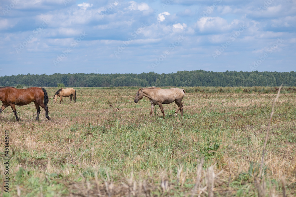 A herd of horses grazes on an overgrown field, and wanders unattended. A herd of horses grazes on an overgrown field, and wanders unattended.