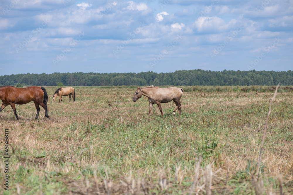 A herd of horses grazes on an overgrown field, and wanders unattended.