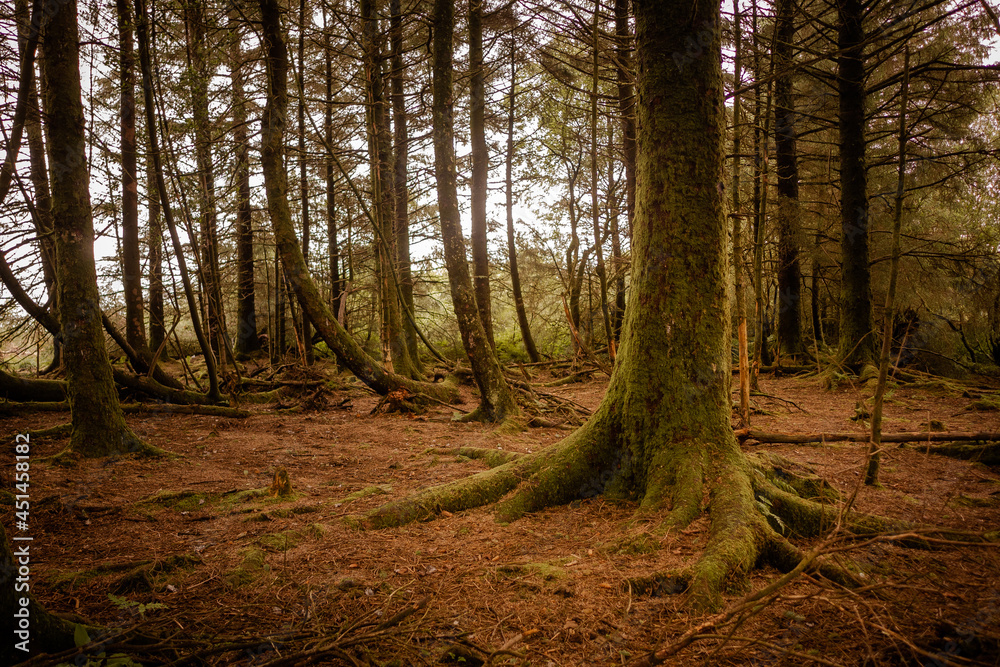 Fototapeta premium forest in autumn