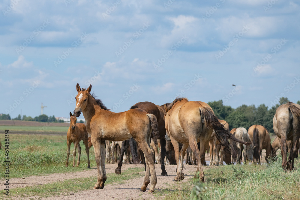 A herd of horses grazes on an overgrown field, and wanders unattended. A herd of horses grazes on an overgrown field, and wanders unattended.