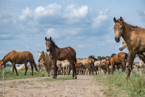 A herd of horses grazes on an overgrown field, and wanders unattended. © shymar27