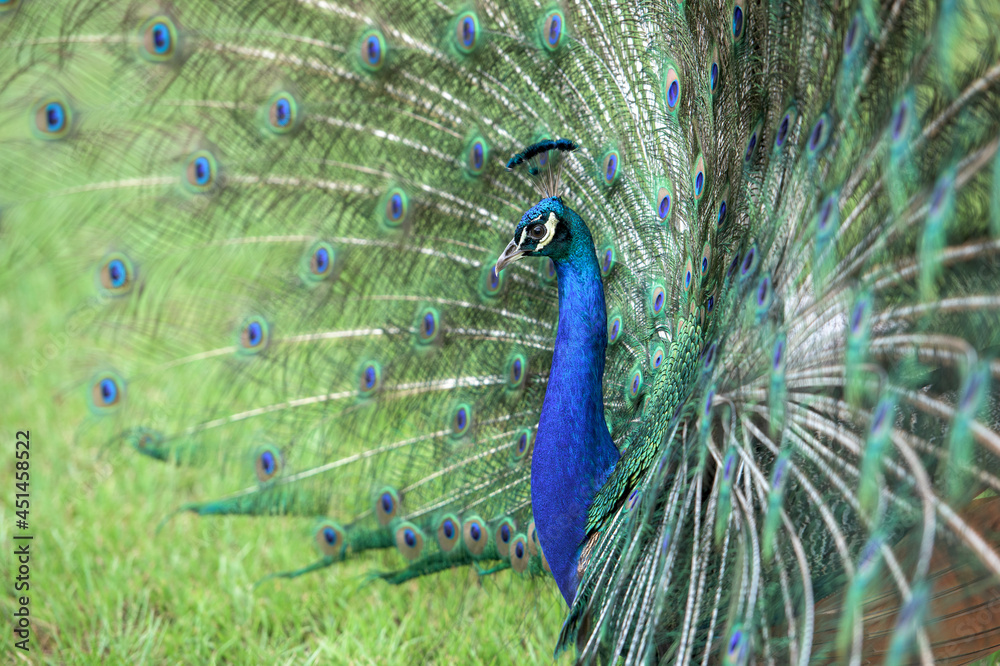 Naklejka premium Male Peacock display