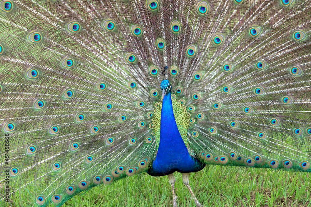 Obraz premium Male Peacock display