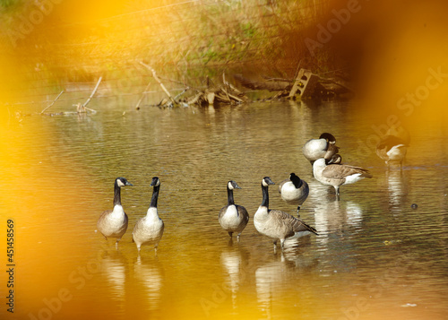 Geese in farm pond, Abingdon, VA