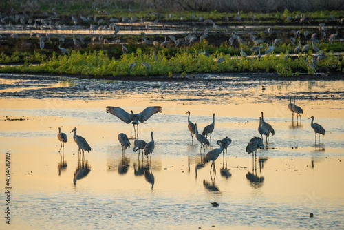 Wintering Sandhill Cranes on shallow marsh wetland of La Chua Sink, Paynes Prairie State park, Florida photo