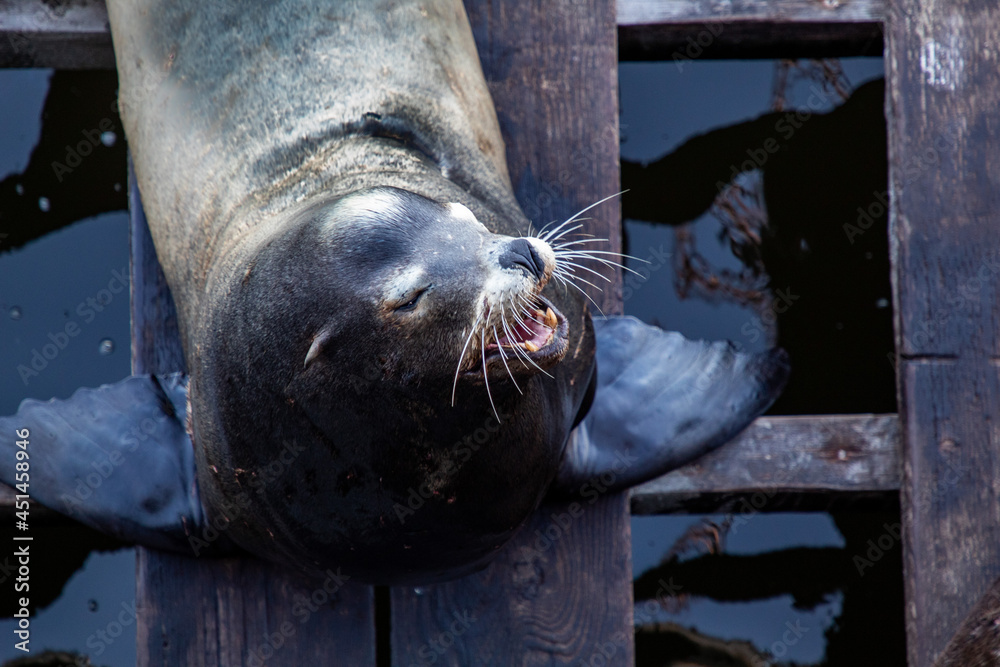 Fototapeta premium A sea Lion resting on a pier