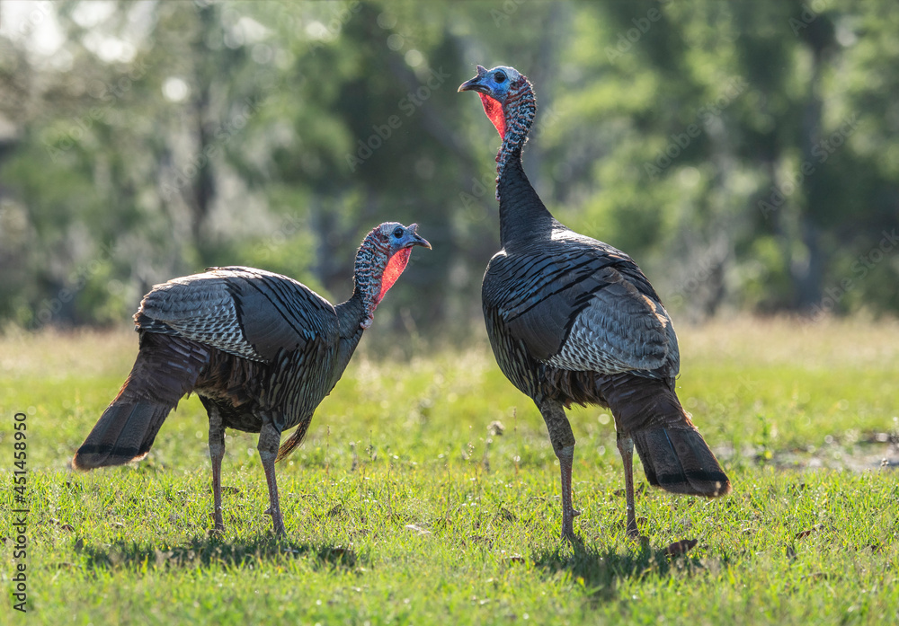 Two Wild Turkey hens in grass pasture