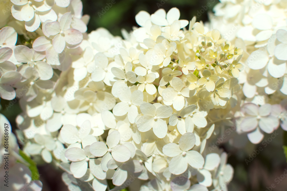 paniculate hydrangea white flowers