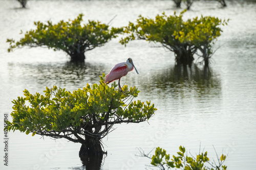 Spoonbill bird perched in mangrove tree, Merrit Island National WIldlife Refuge photo