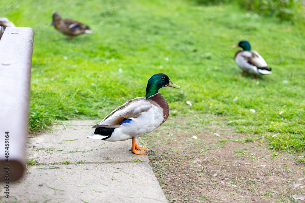 Obraz premium duck and ducklings