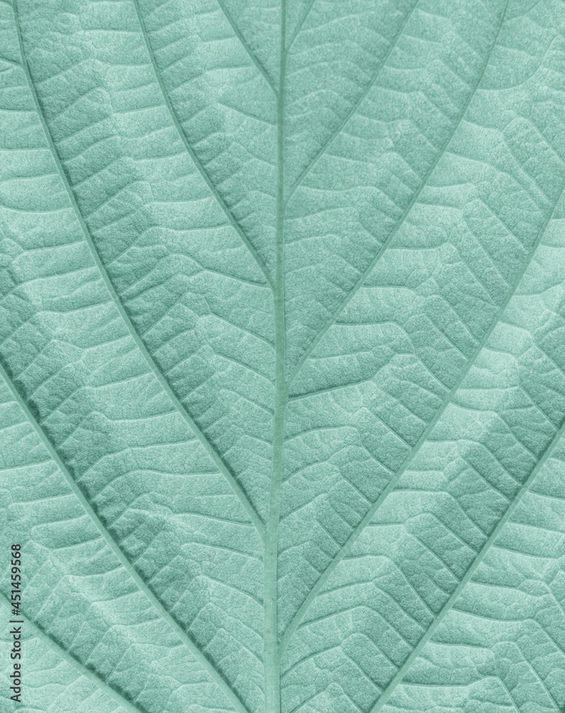 Obraz premium Macrophotography of natural pattern of the pastel green-colored leaf. Raspberry plant leaf. Texture, the pattern of the leaf.