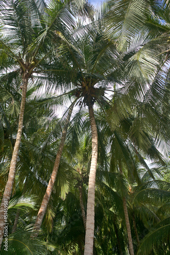 palms