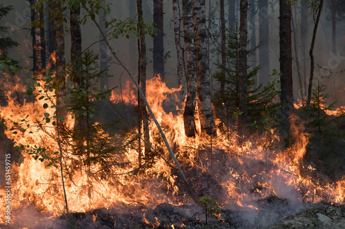 Forest fire in Russia. Fire. Rescuers. Forest. Problems. Burning hell. Fire in Karelia. © kareliatim