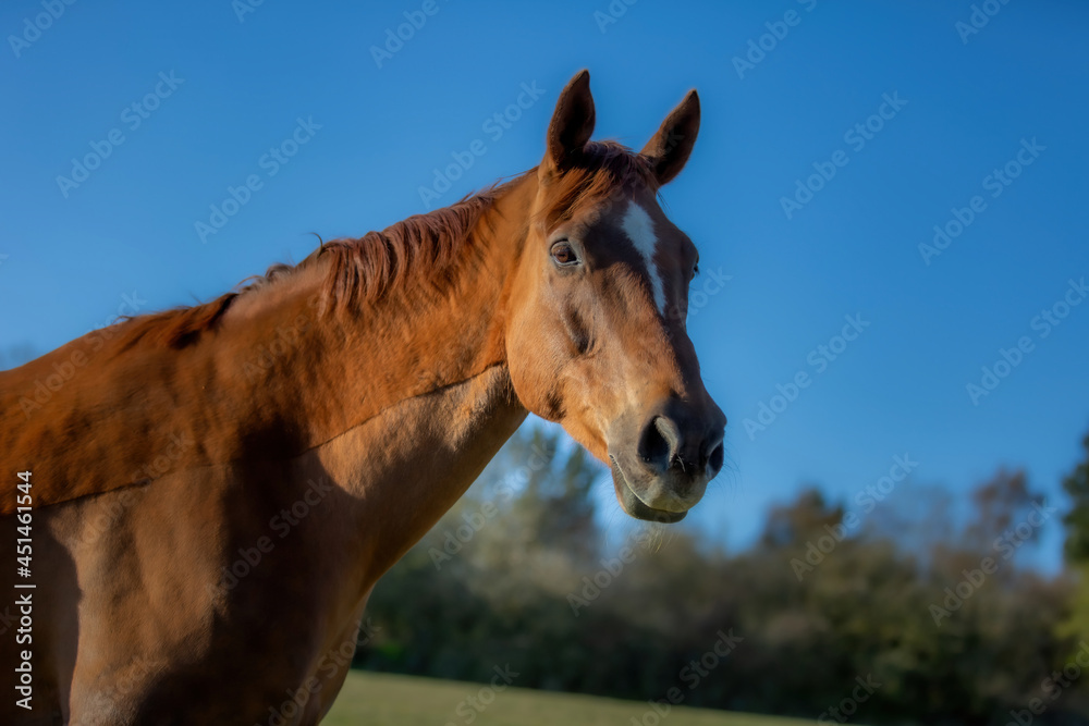 Fototapeta premium Beautiful Horse