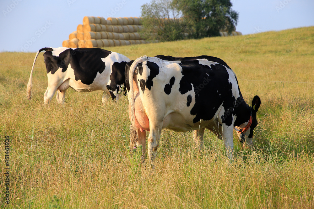 Milk production in Dermbach in the Rhoen Biosphaeren Reserve. Dermbach, Rhoen Biosphere Reserve, Thueringen, Germany, Europe