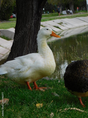 patos en parque junto lago 