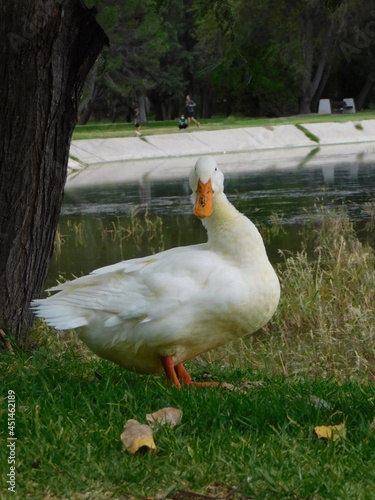 pato en parque junto al lago