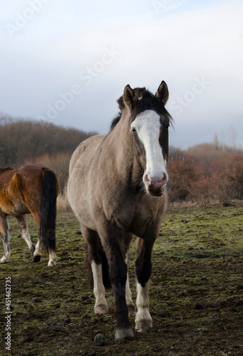 bay horse with white capes  light brown or gray horse on a farm